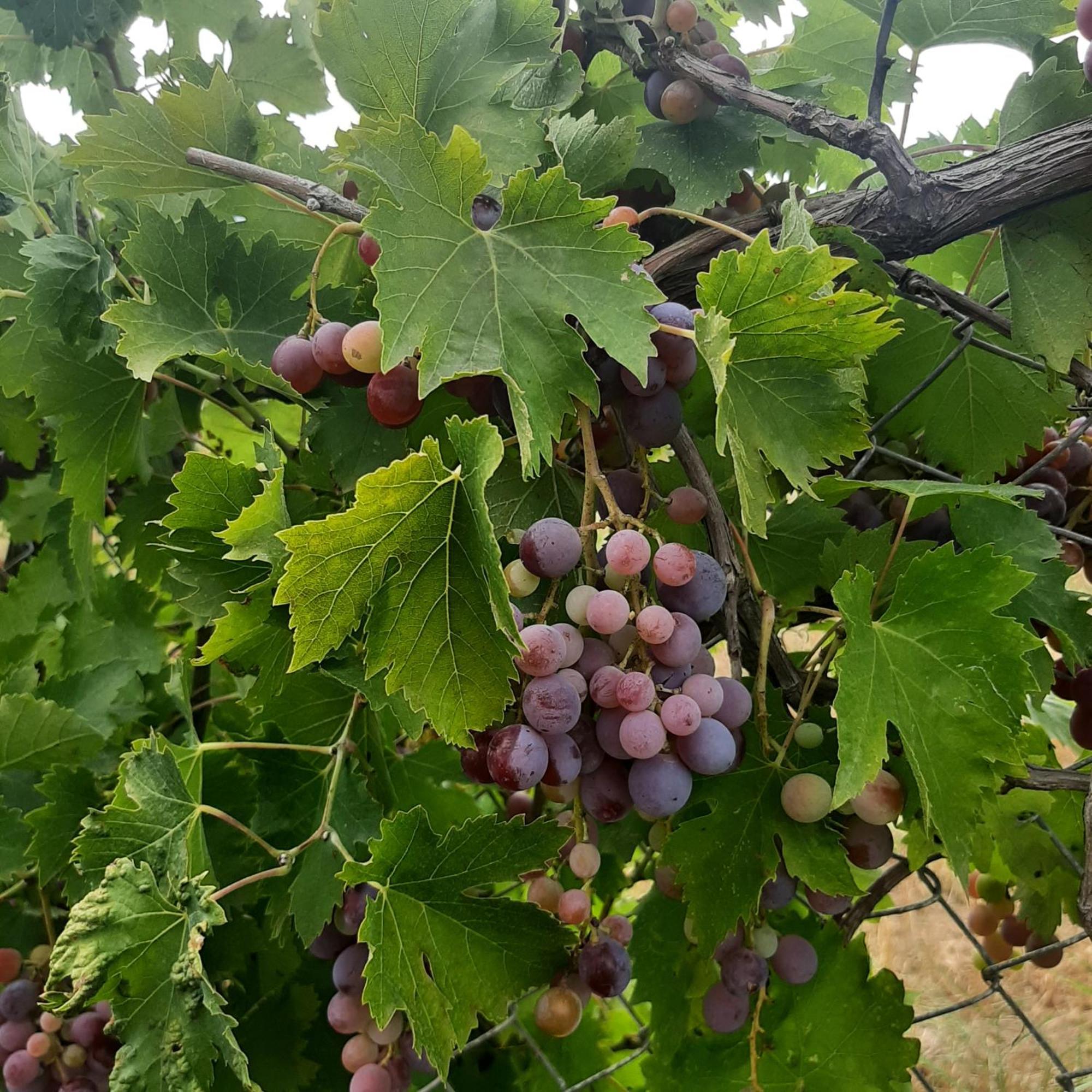 Αρχοντικό Παπανικολάου Villa Ligaria  Kültér fotó